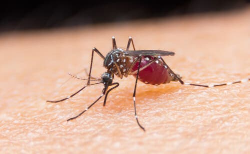 Mosquito chupando sangre