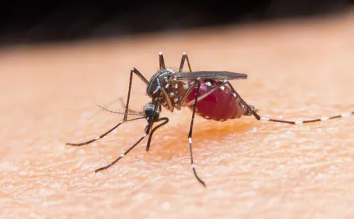 Mosquito chupando sangre