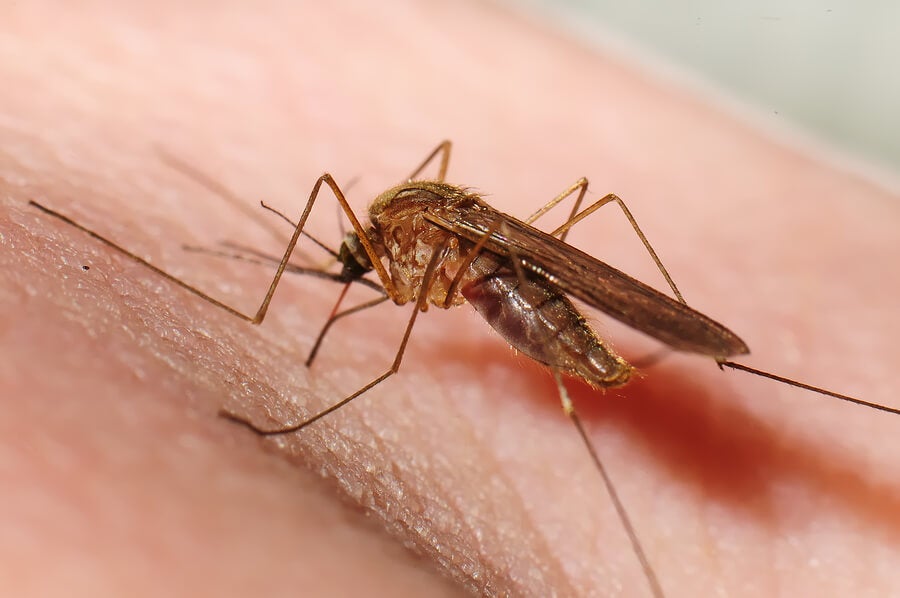 Por qué los mosquitos eligen a ciertas personas para picar? - Mejor con  Salud