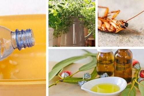 Cómo repeler insectos en casa sin usar tóxicos