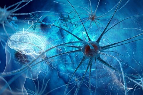 El cerebro no siente dolor