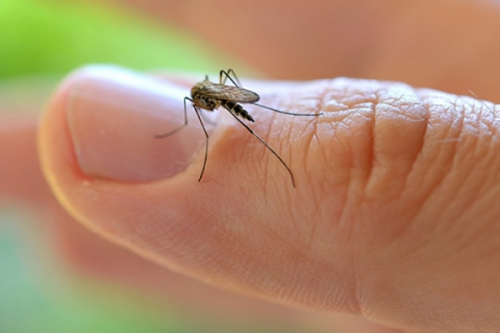 La OMS declara emergencia sanitaria global por el virus del Zika