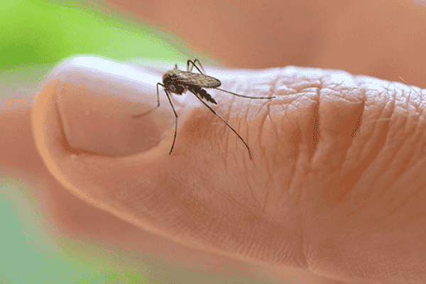 La OMS declara emergencia sanitaria global por el virus del Zika