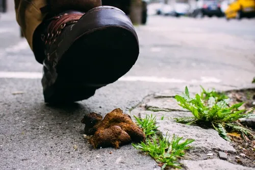 debeLa gran cantidad de bacterias en el calzado puede deberse al contacto frecuente que tiene con la materia fecal en la calle