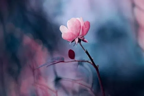 flor