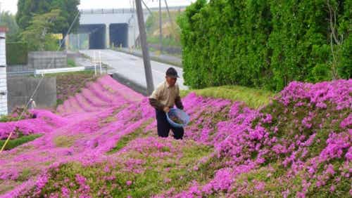 japones-cultivando-flores
