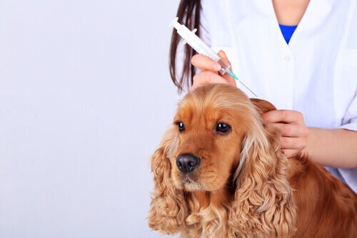 Vacunar al perro nos ayuda a protegernos a todos en casa.
