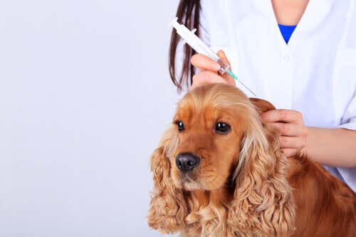 Vacunar al perro nos ayuda a protegernos a todos en casa.