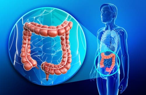 Intestino grueso y el sistema excretor