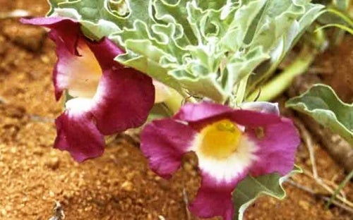 Harpagofito: analgésico y antiinflamatorio natural