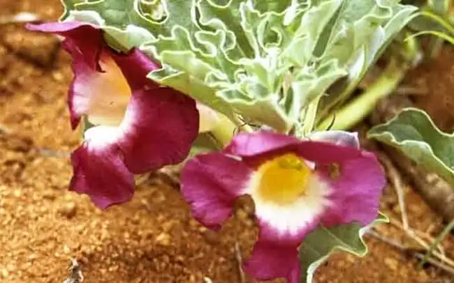 Harpagofito: analgésico y antiinflamatorio natural