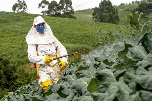 Qué son los pesticidas y qué provocan