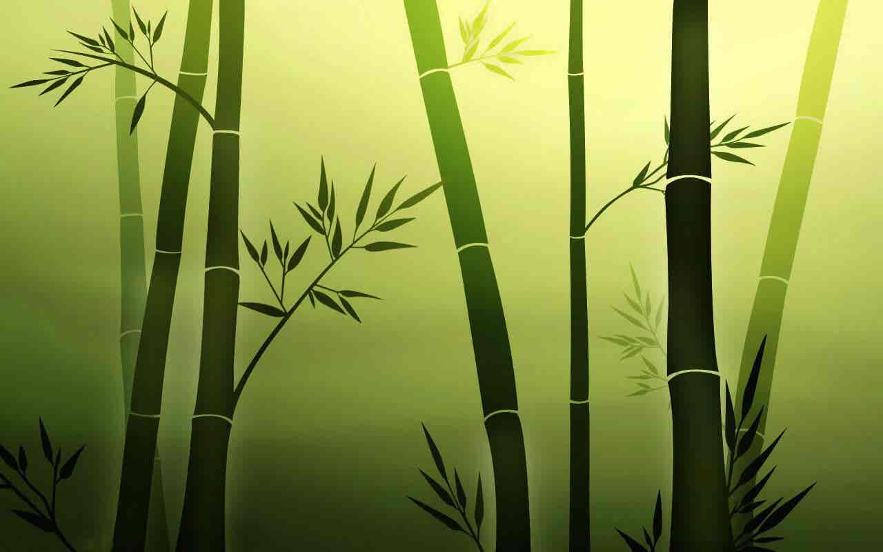 Privatsphäre im Garten - Zeichnung von Bambus