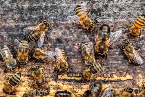 Conjunto de abejas sobre madera