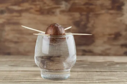 germinar-aguacate