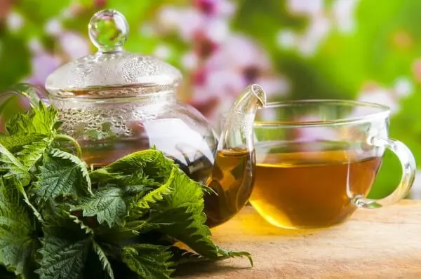 Infusión de ortigas para depurar el organismo