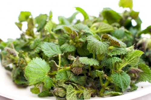 Infusión de ortigas