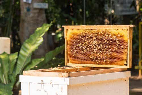 Panal de abejas de apicultor