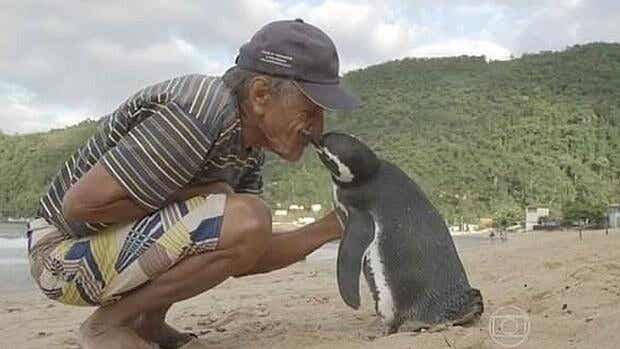 Pingüino nada 8000 kilómetros al año para visitar a quien le salvó la vida