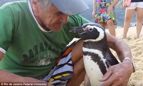pinguino-brasil
