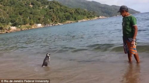 pinguino-brasil1