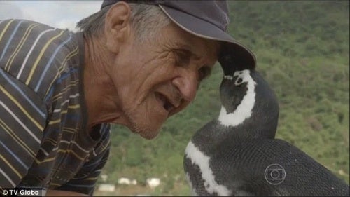 pinguino-brasileño