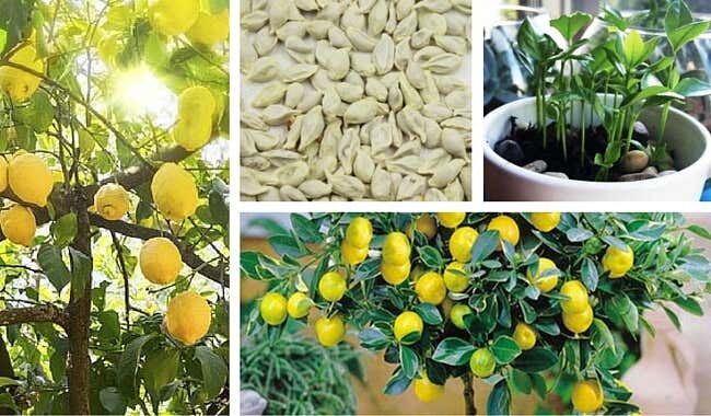 Cómo germinar semillas de limón para disfrutar un bonito árbol en tu jardín
