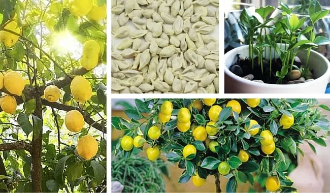 Cómo germinar semillas de limón para disfrutar un bonito árbol en tu jardín