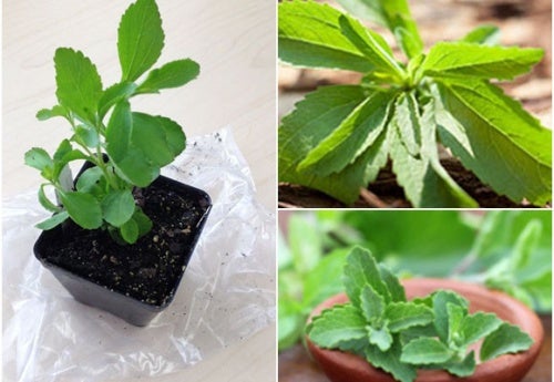 Cómo cultivar estevia en tu casa y aprovechar de sus propiedades edulcorantes