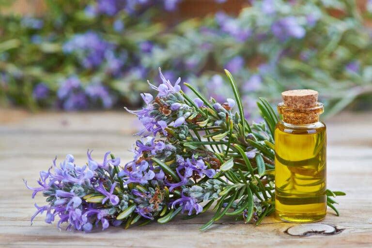 Aceites esenciales que purifican y desintoxican tu cuerpo