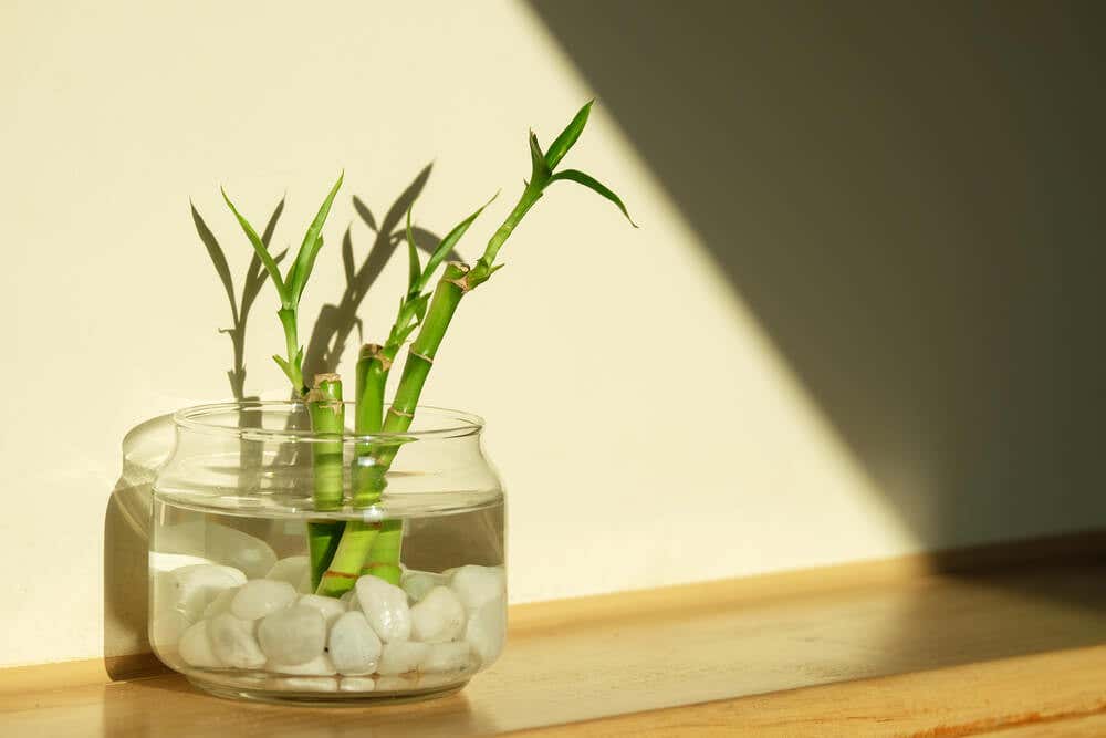 Bambú decorativo en un jarrón.