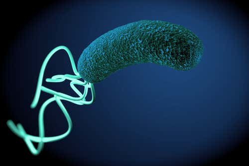 Ilustración de la bacteria H. pylori en 3D.