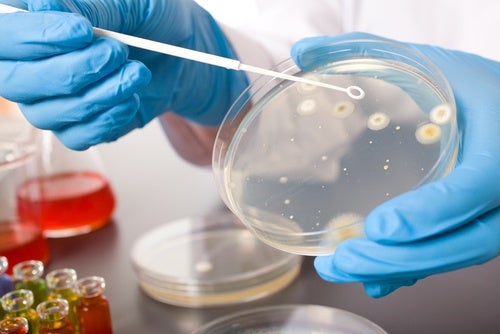 Helicobacter pylori: síntomas y tratamiento