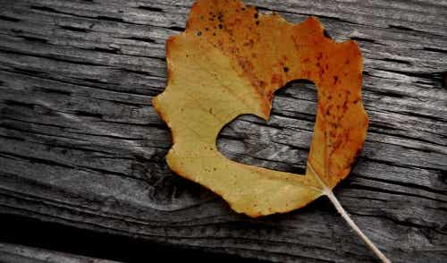 Leaf with the shape of a heart