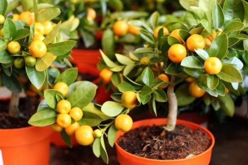 maceta limon