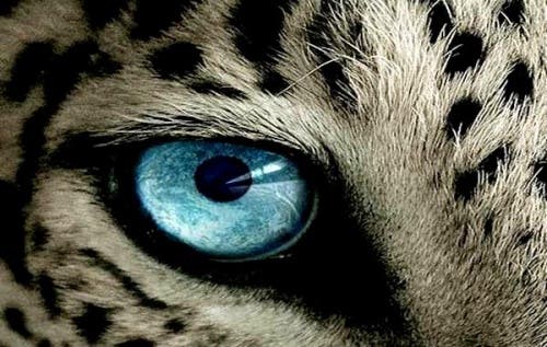 ojo-tigre (Copy)