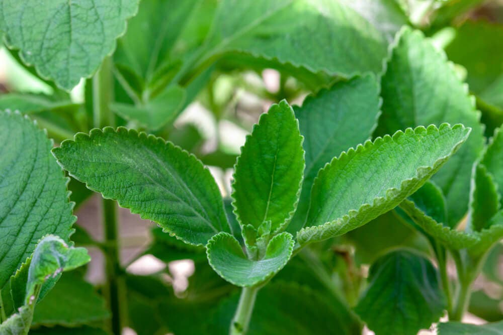 Planta de boldo