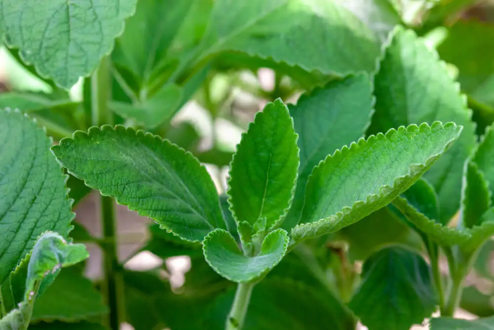 Planta de boldo
