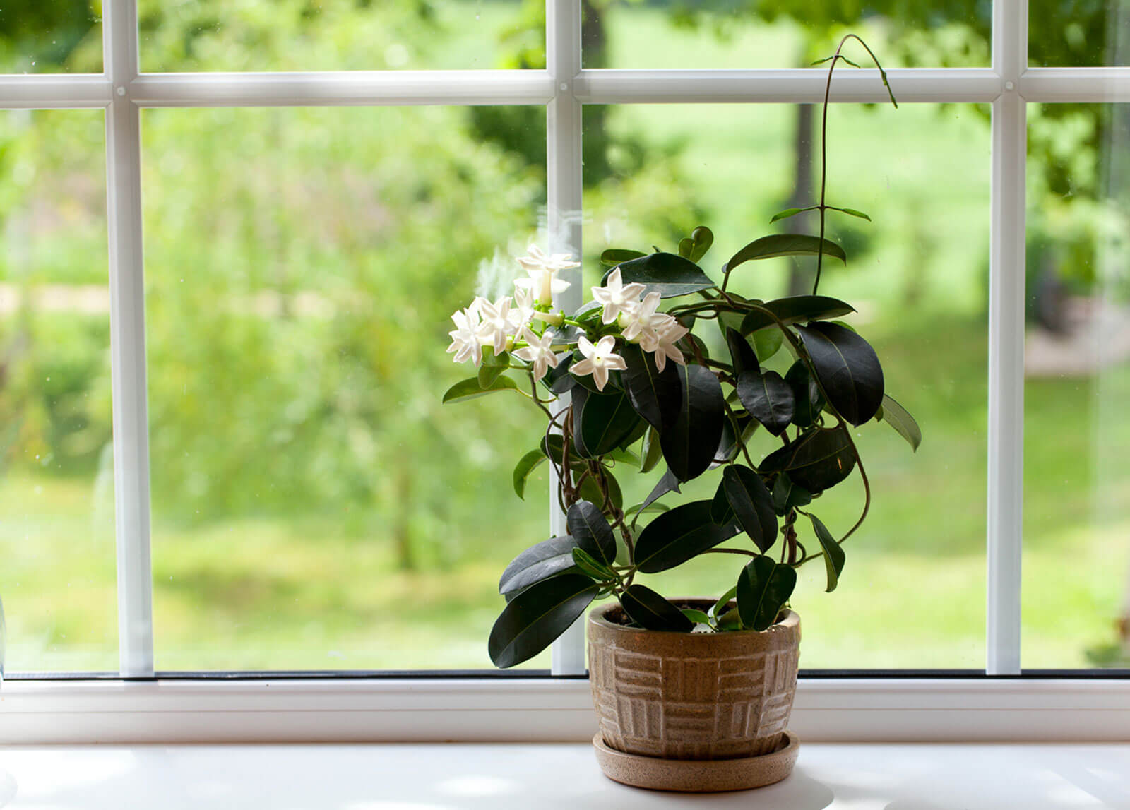 Een plant in de vensterbank