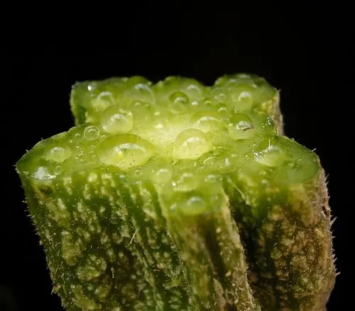 savia sofocos por menopausia