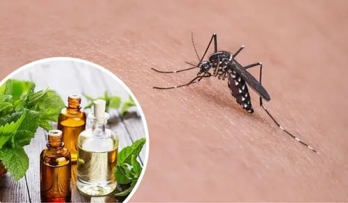 Las 11 mejores hierbas y especias para repeler los mosquitos
