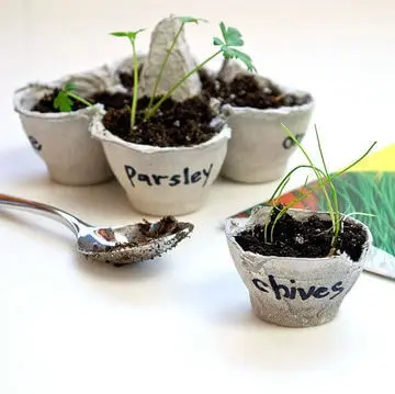 Plantas-huevo