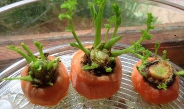 Cómo cultivar zanahorias en casa: ¿Te animas?