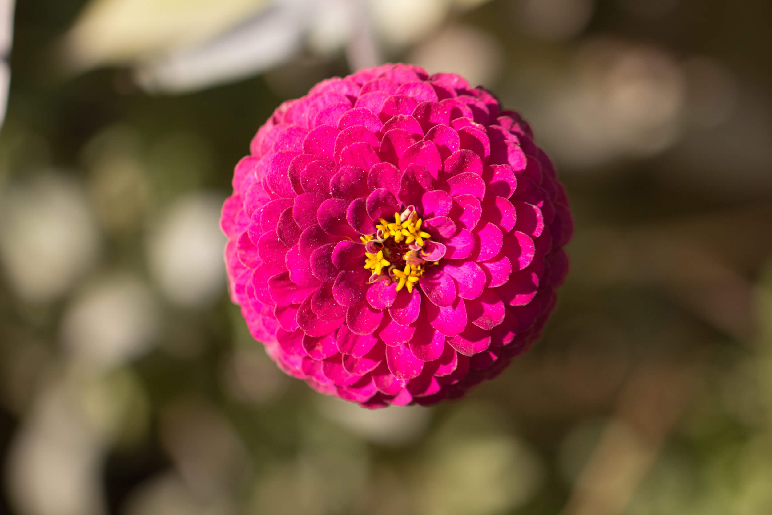 Een roze bloem
