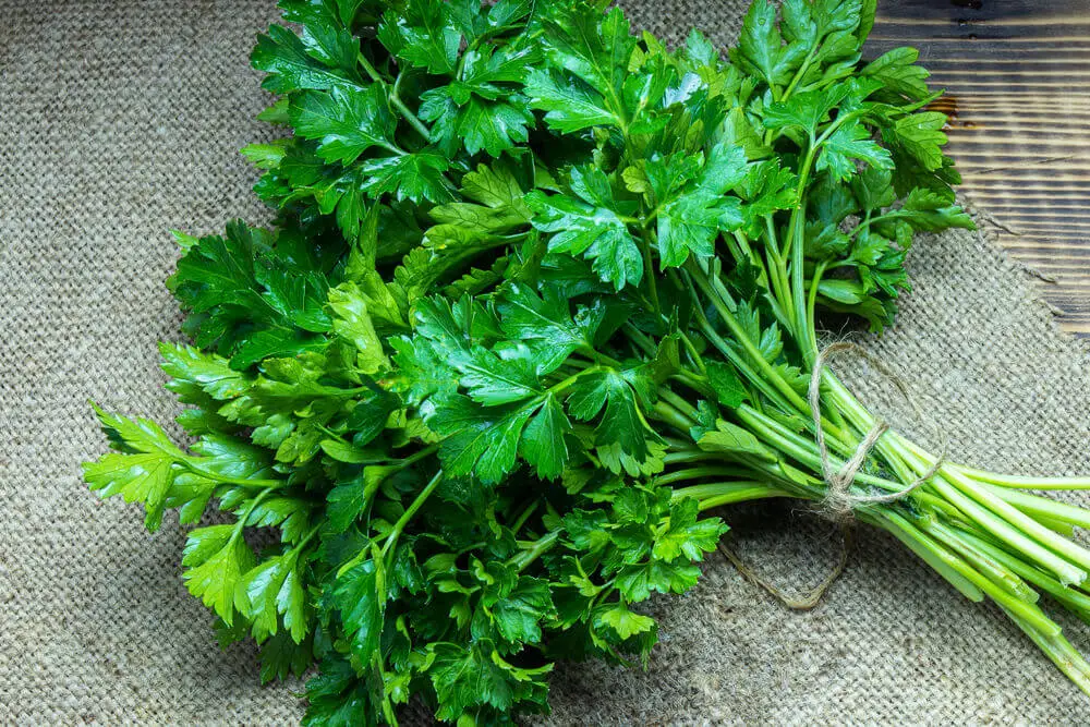 El perejil puede ser un ingrediente para laborar jugos saludables.