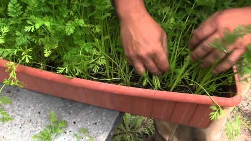 Cultivar zanahorias