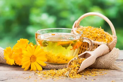 Calendula