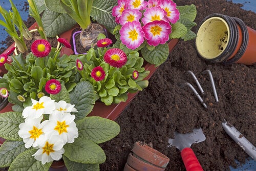nacido Abundantemente Ashley Furman 10 plantas que puedes cultivar fácilmente en tu jardín - Mejor con Salud