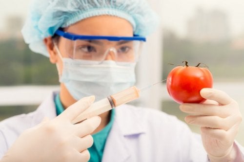 3 maneras sencillas de distinguir los alimentos transgénicos de los normales