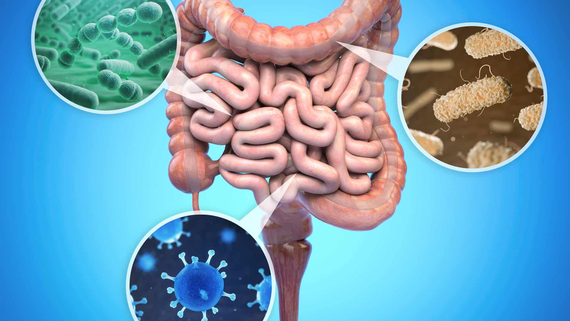 Cómo repoblar la flora intestinal naturalmente - Mejor con Salud